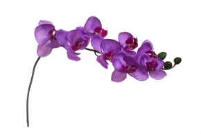 Орхидея лиловая 819934