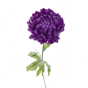 Хризантема фиолетовая 482353