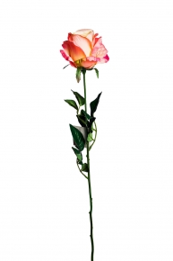 Роза нежно-розовая 355583