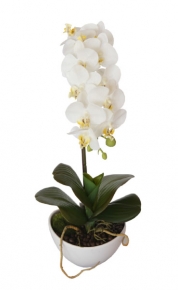 Орхидея белая в горшке 580733