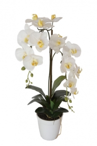 Орхидея белая в горшке 613871