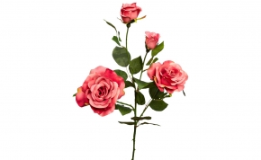 Роза нежно-розовая 902615