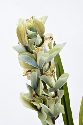 Орхидея Cymbidium искусствнная белая в горшке 600769