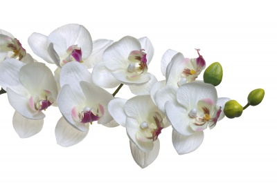 Орхидея белая 219429