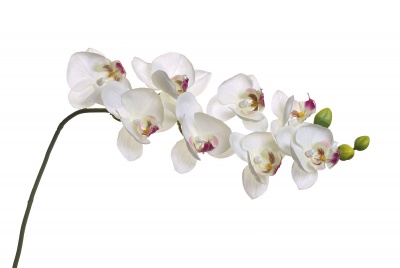 Орхидея белая 219429