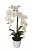 Орхидея белая в горшке 613871