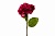 Гортензия алая 500906