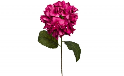 Гортензия алая 593380