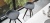 Palm W 909915 Palm W 909915