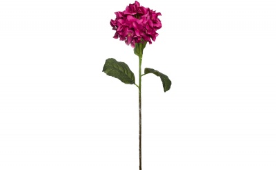Гортензия алая 593380
